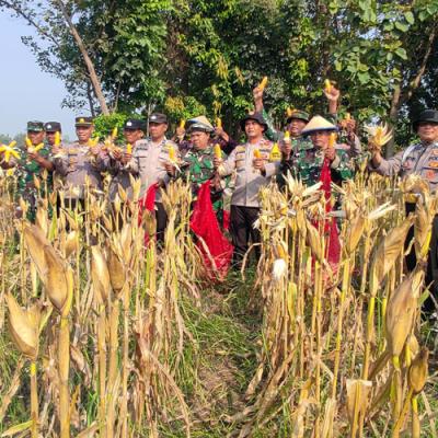 Panen Jagung di Lemujut Krembung Dorong Ketahanan Pangan Sidoarjo