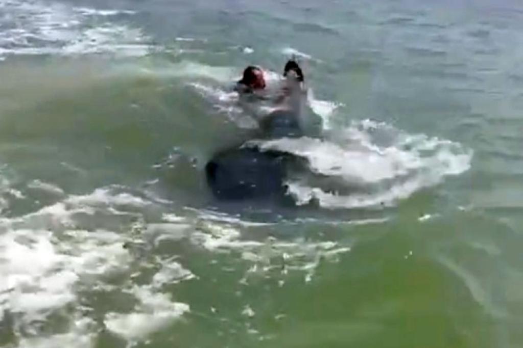 Belasan Hiu Tutul Muncul di Muara Sungai Porong, Bikin Warga Sidoarjo Terpukau