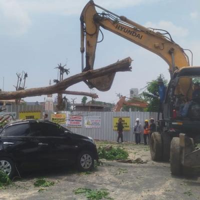 Pohon Tumbang Saat Revitalisasi Alun-Alun, Mobil dan Motor Tertimpa