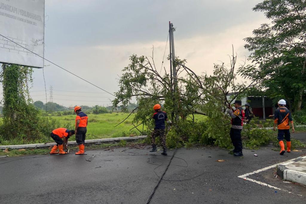 Polsek Tulangan dan BPBD Evakuasi Pohon Tumbang Akibat Angin Kencang